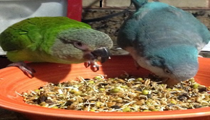 Two Birds Eating - Skippy and Scarlet